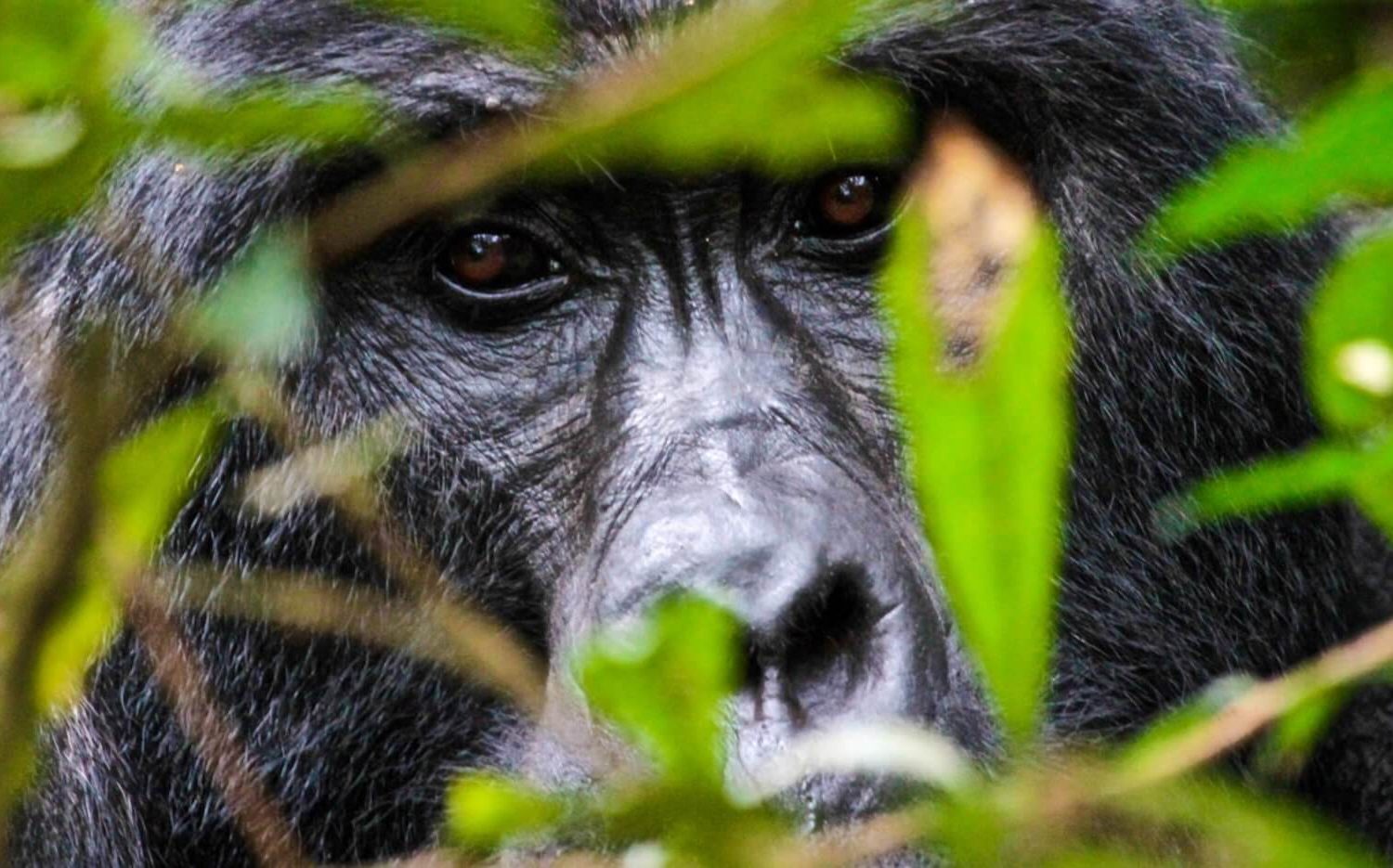 bwindi forest