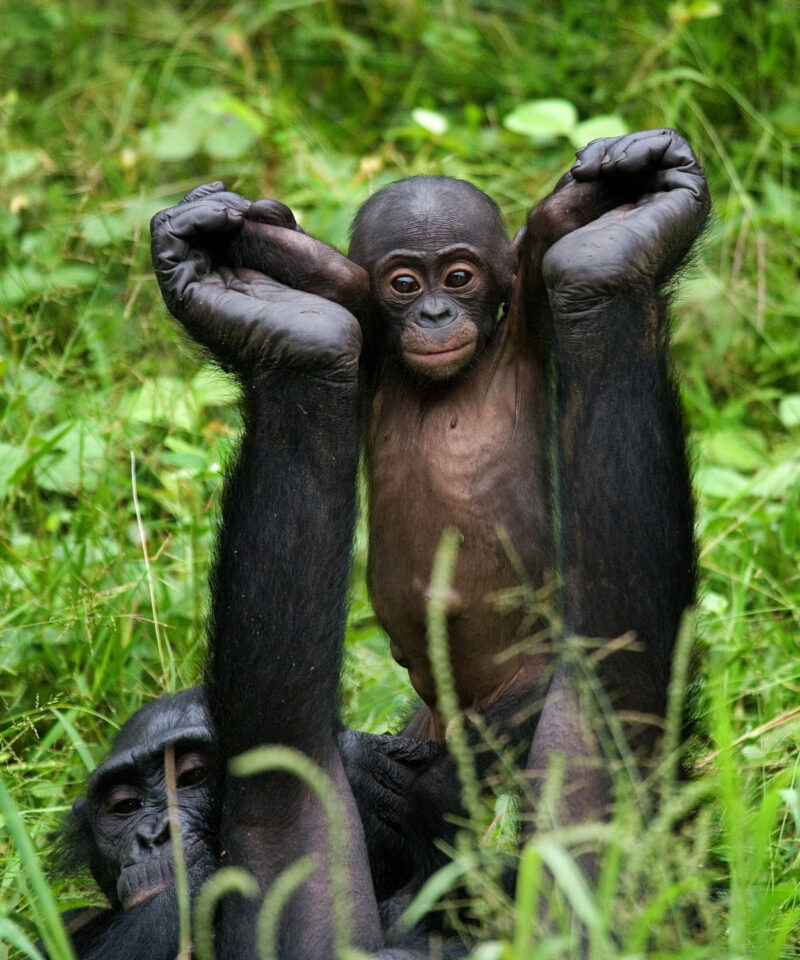 Uganda Medum stay safaris