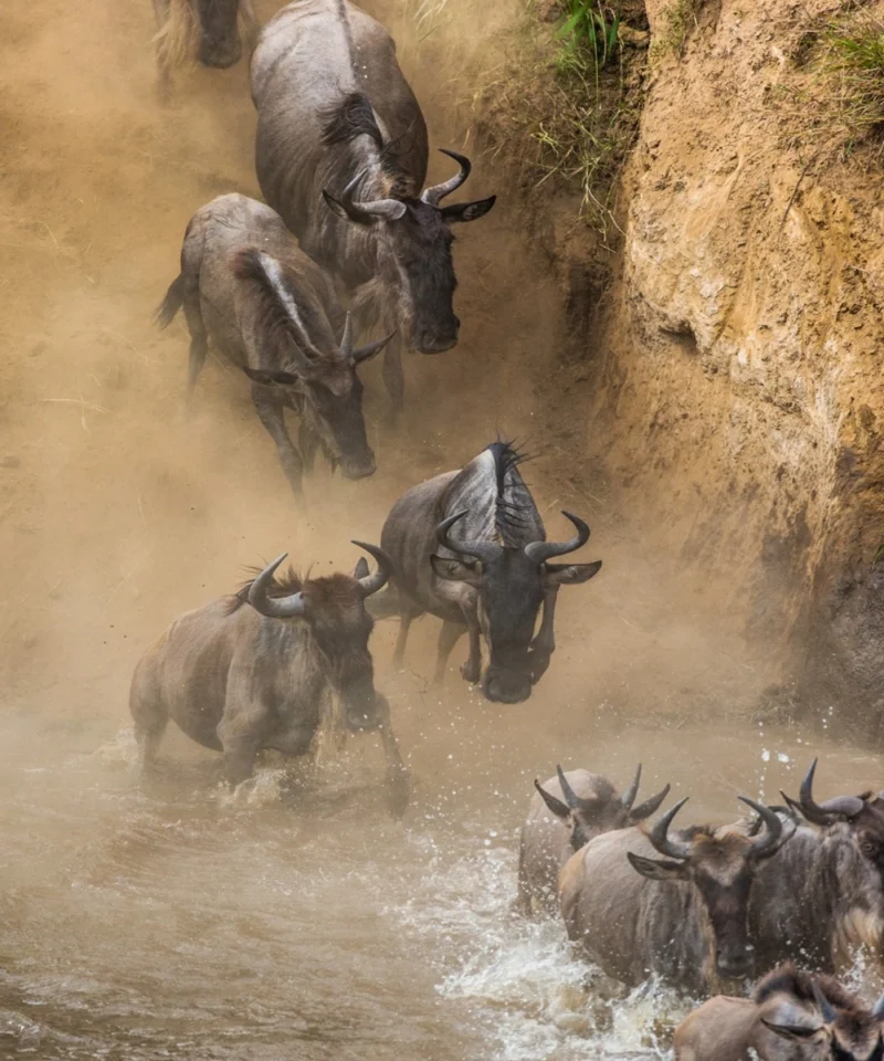 Mara Easter Adequate safaris