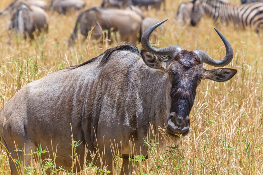 Tanzania safari tours